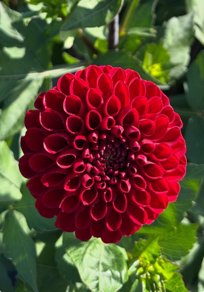 Георгина Cornel Red (Корнел Ред)