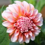 Георгина Peaches’N’Cream (Пичес энд Крим)