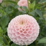 Георгина Pink Pearl (Пинк Перл)