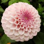 Георгина Pink Pearl (Пинк Перл)