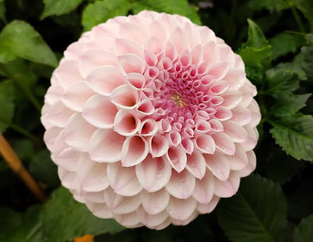 Георгина Pink Pearl (Пинк Перл)
