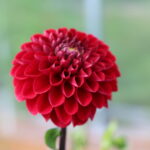 Георгина Cornel Red (Корнел Ред)