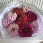 Букет из 9 георгинов