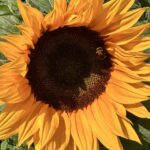 Банч из 7 подсолнухов