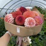 Моно букет из георгинов микс (коричневый, красный, розовый, персиковый, бело-розовый)
