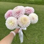 Банч из 7 больших георгинов бело-лилового цвета
