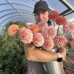 Моно букет из георгинов (бело-розовые)