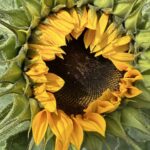 Банч из 7 подсолнухов