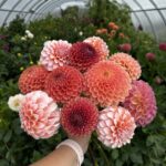 Моно букет из георгинов микс (коричневый, красный, розовый, персиковый, бело-розовый)