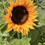 Банч из 7 подсолнухов