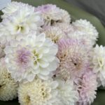 Букет из 17 георгинов (белый, бело-лиловый, бело-розовый)