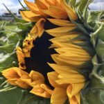 Банч из 7 подсолнухов
