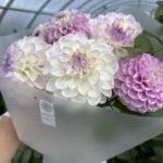 Букет из бело-лиловых георгинов и малины