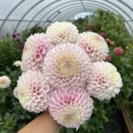 Банч из 7 больших георгинов бело-лилового цвета