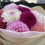 Букет микс из шаровидных георгинов
