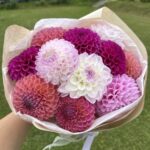 Букет микс из шаровидных георгинов