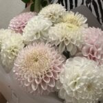 Букет из 11 крупных белых, бело-розовых, розовых, бело-лиловых георгинов
