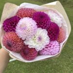 Букет микс из шаровидных георгинов