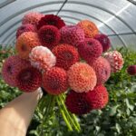 Большая охапка из георгинов (17 штук)