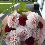 Букет из пудровых и ярко красных георгинов